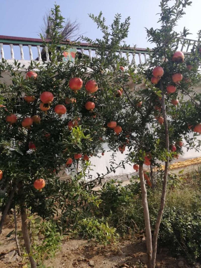 当年结果3年2.5公分左右矮化蒙阳红突尼斯甜石榴树苗