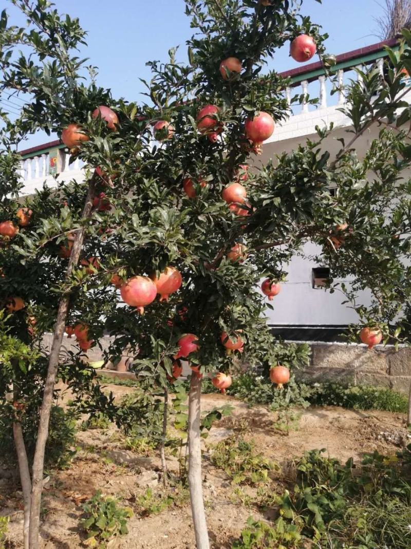 当年结果3年2.5公分左右矮化蒙阳红突尼斯甜石榴树苗