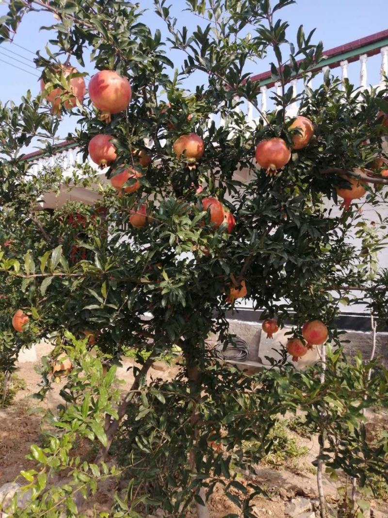 当年结果3年2.5公分左右矮化蒙阳红突尼斯甜石榴树苗