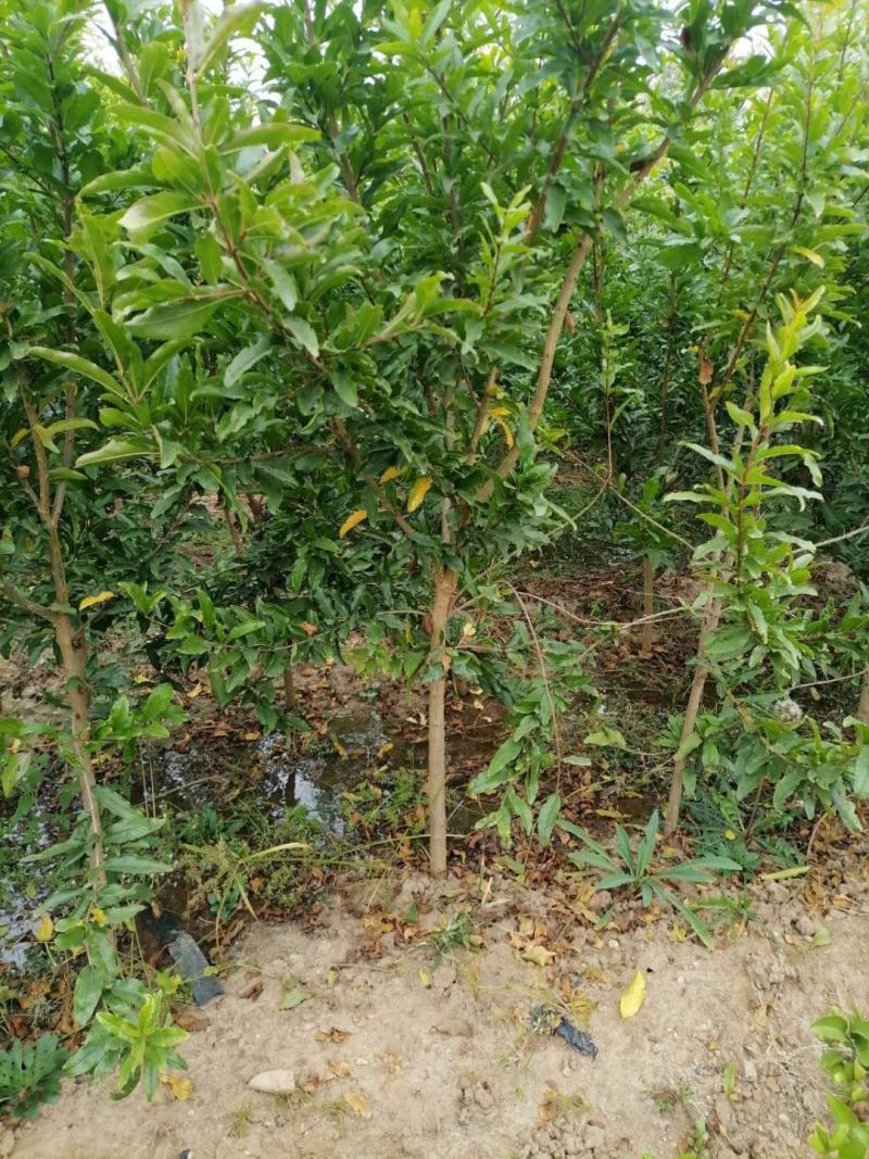 当年结果3年2.5公分左右矮化蒙阳红突尼斯甜石榴树苗