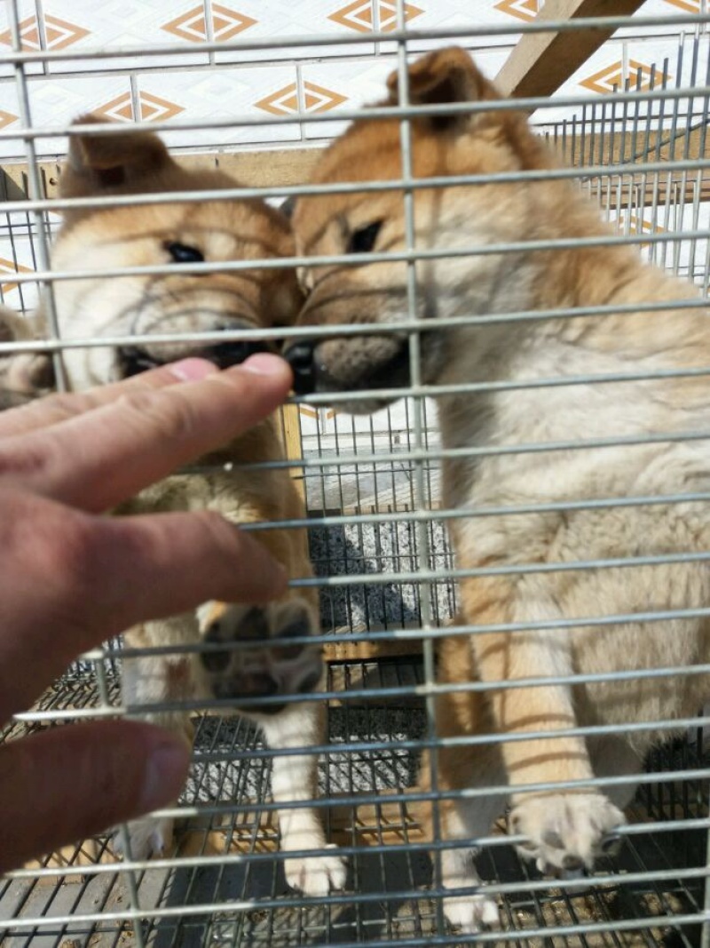 纯种血统级日本柴犬疫苗驱虫已做包健康一对一挑选