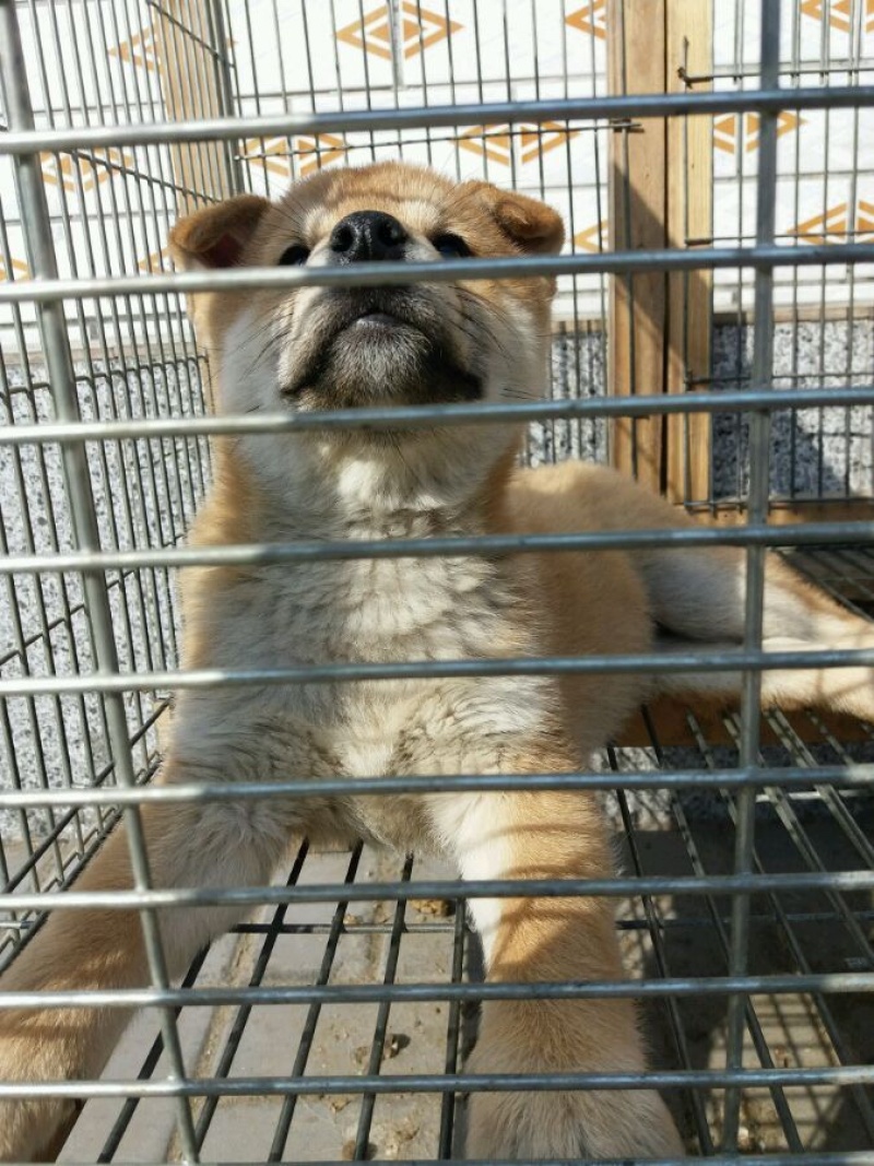 纯种血统级日本柴犬疫苗驱虫已做包健康一对一挑选