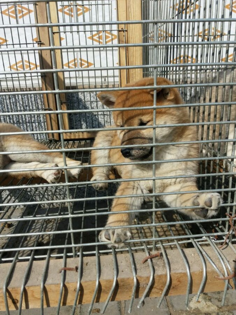 纯种血统级日本柴犬疫苗驱虫已做包健康一对一挑选