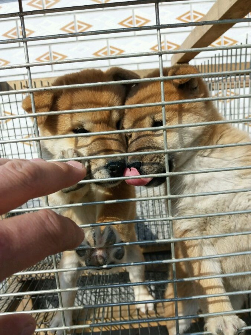 纯种血统级日本柴犬疫苗驱虫已做包健康一对一挑选