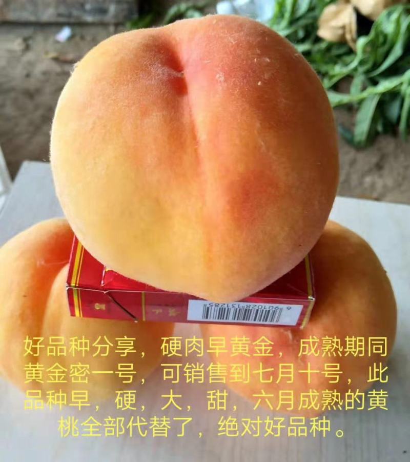 黄金蜜4号，自己家苗圃基地培育的品种桃树苗。