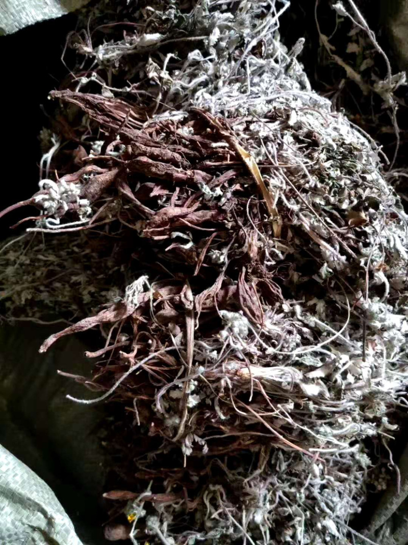 翻白草【包邮】三斤起发货可批量可零售量大从优