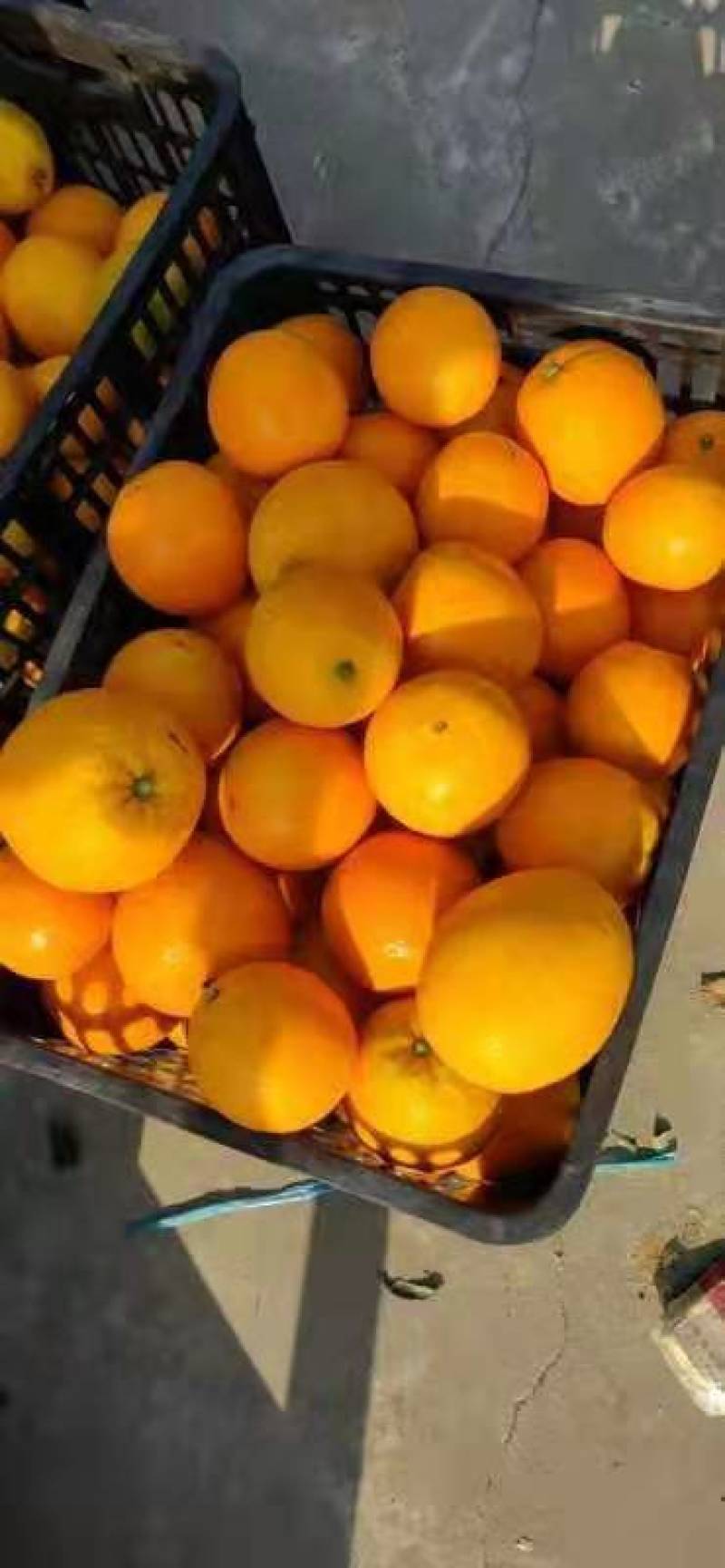 秭归九月红果冻橙爱媛果冻橙皮薄肉多水分足产地大量供应批发