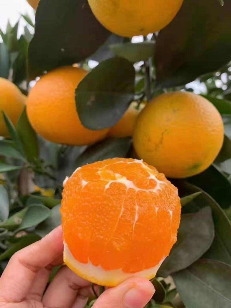 秭归九月红果冻橙爱媛果冻橙皮薄肉多水分足产地大量供应批发