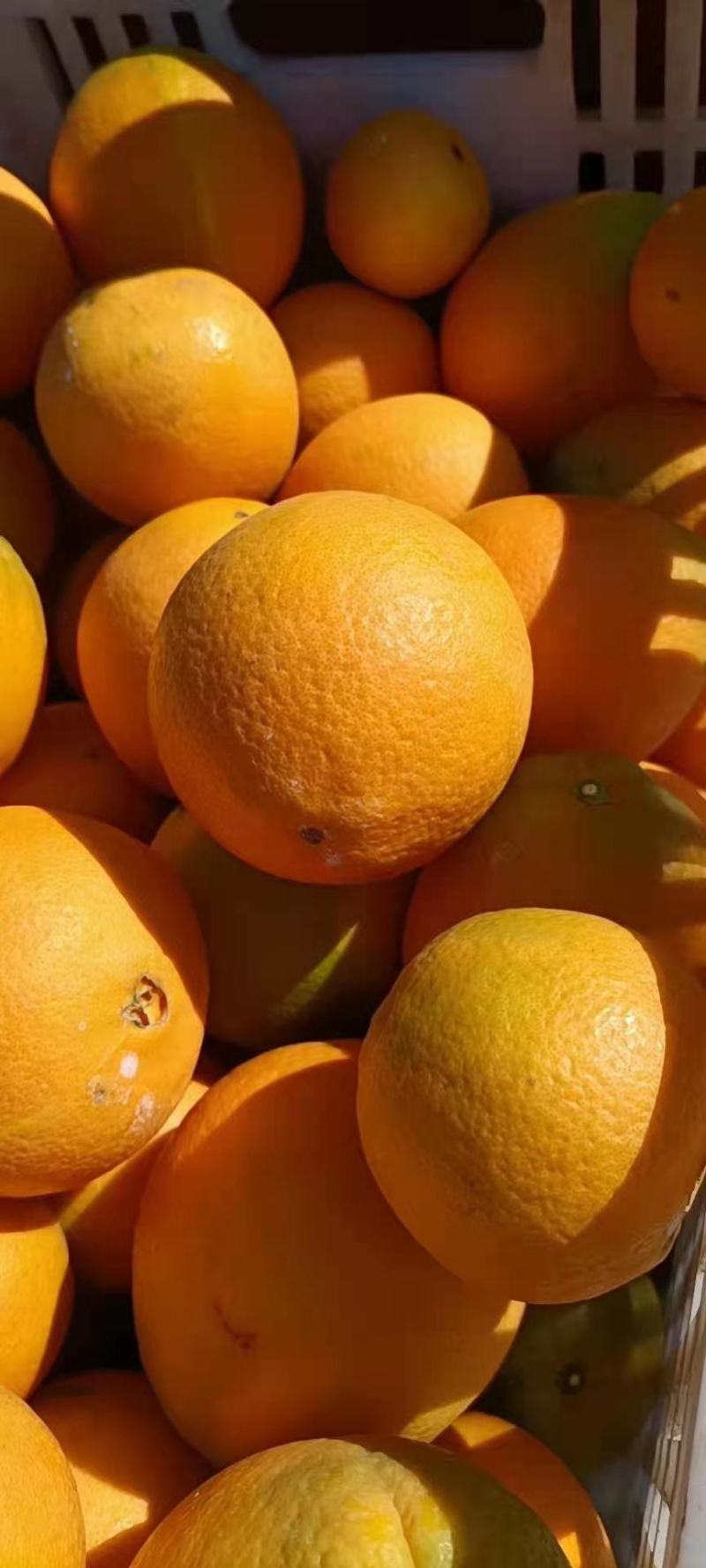 秭归九月红果冻橙爱媛果冻橙皮薄肉多水分足产地大量供应批发
