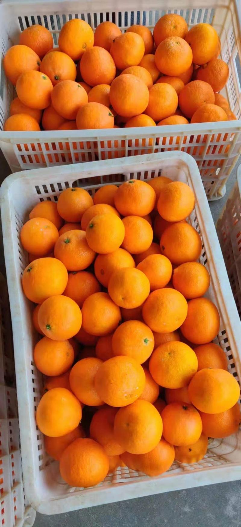 秭归九月红果冻橙爱媛果冻橙皮薄肉多水分足产地大量供应批发