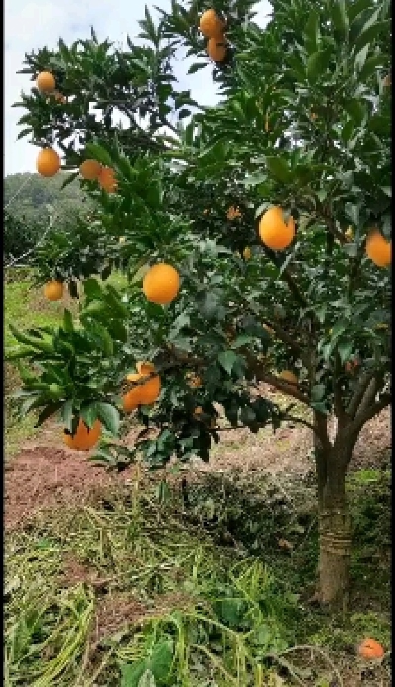 秭归九月红果冻橙爱媛果冻橙皮薄肉多水分足产地大量供应批发