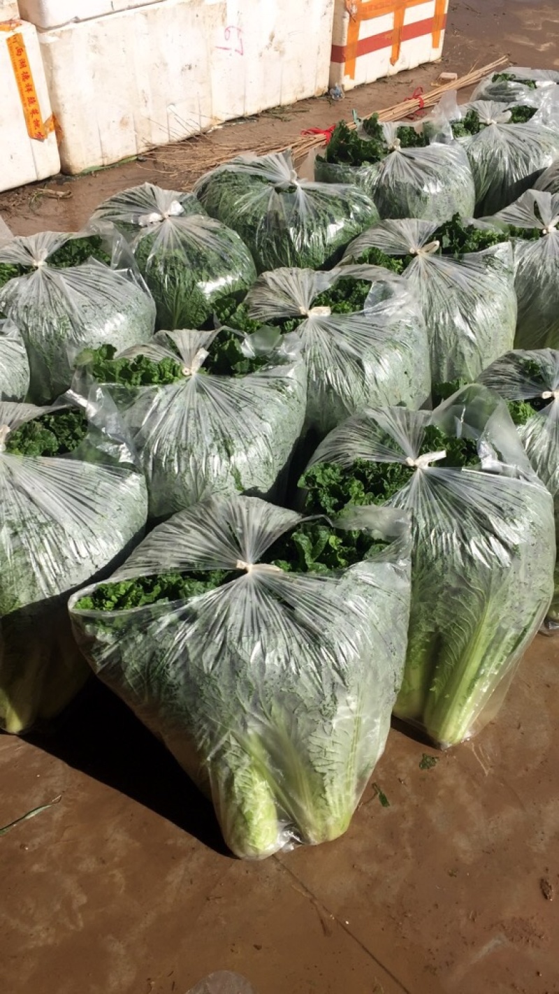 青麻叶白菜现货湖北麻叶青白菜大量上市产地直发