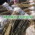 核桃树苗嫁接8518薄皮核桃纸皮核桃苗品种纯正大小苗都有