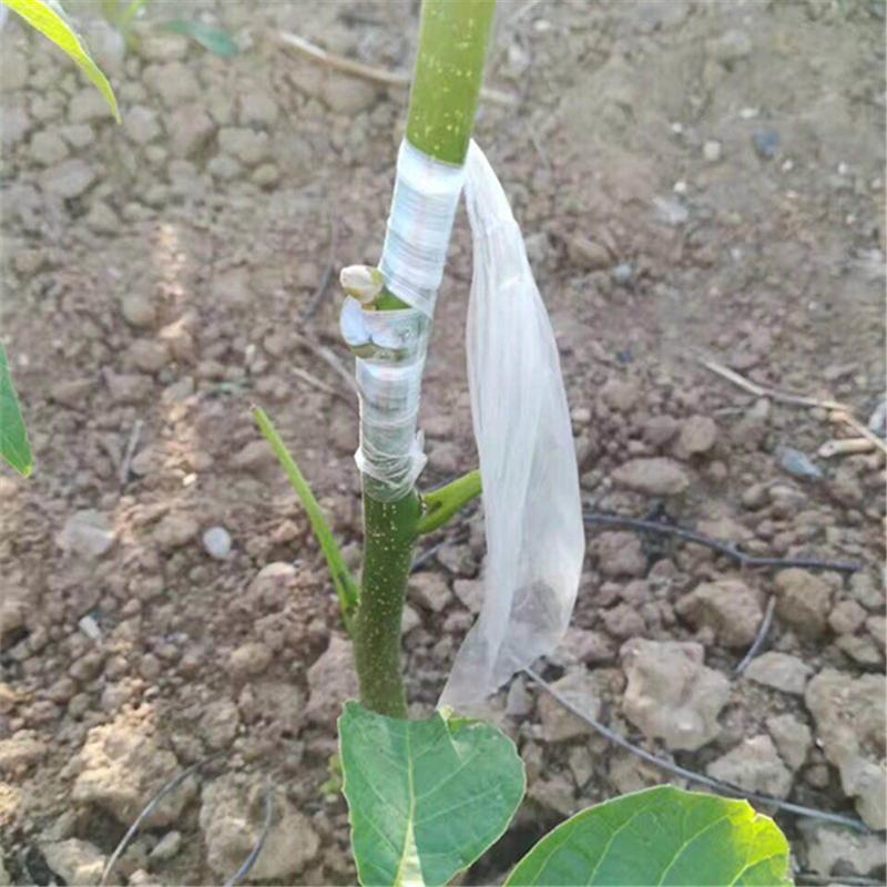 核桃树苗嫁接8518薄皮核桃纸皮核桃苗品种纯正大小苗都有