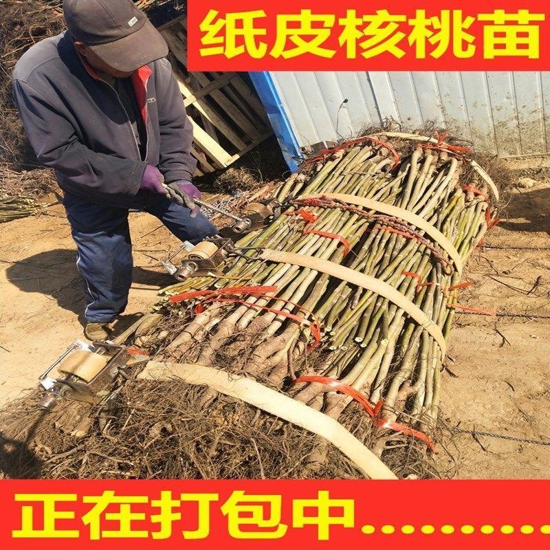 核桃树苗嫁接8518薄皮核桃纸皮核桃苗品种纯正大小苗都有