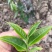 红茶滇红功夫茶古树茶高香红特级59元一斤包邮类似野生茶