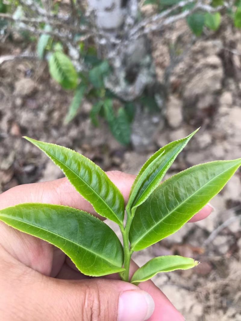 红茶滇红功夫茶古树茶高香红特级59元一斤包邮类似野生茶