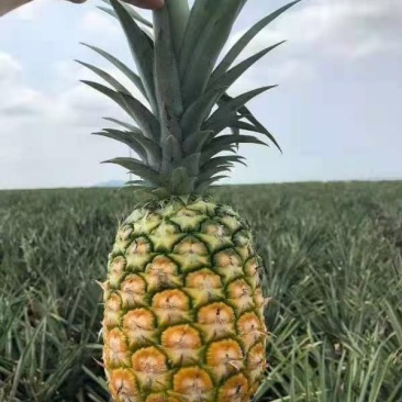海南菠萝代发产地直发