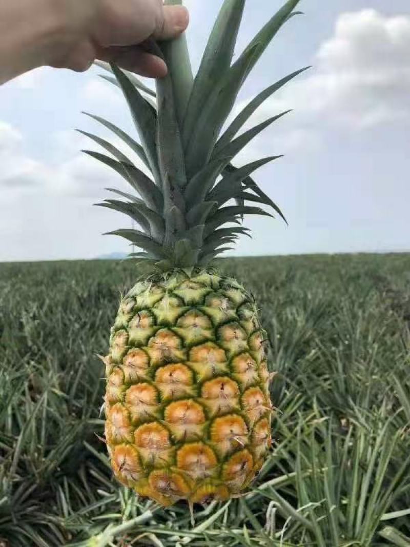 海南菠萝代发产地直发