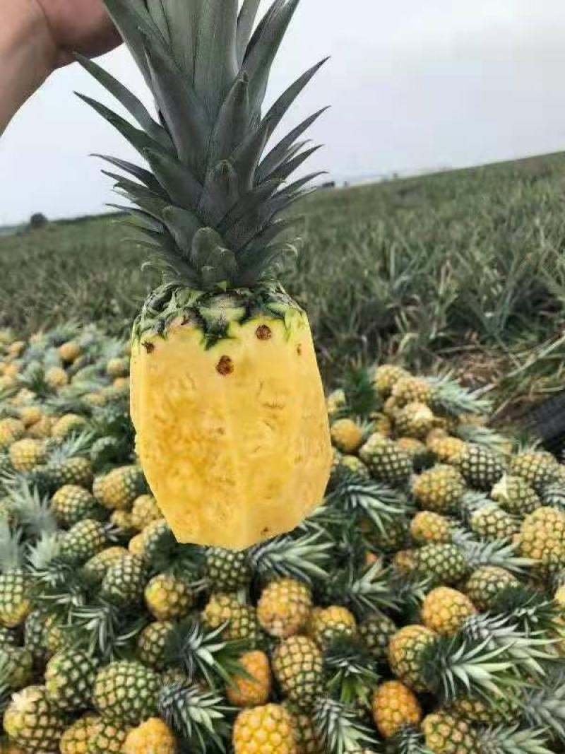 海南菠萝代发产地直发