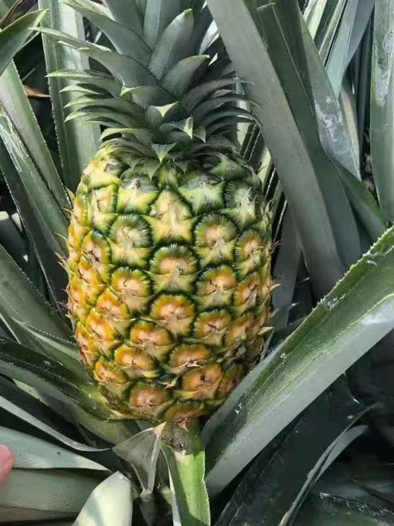 海南菠萝代发产地直发