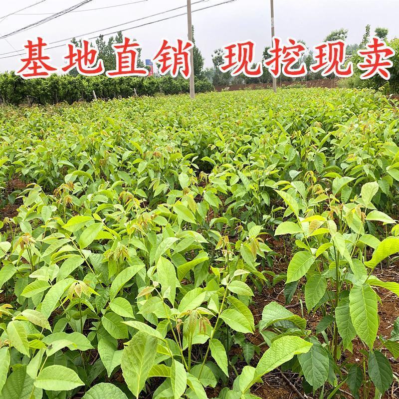 核桃树苗嫁接8518薄皮核桃纸皮核桃苗品种纯正大小苗都有