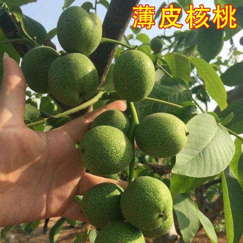 核桃树苗嫁接8518薄皮核桃纸皮核桃苗品种纯正大小苗都有
