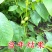 核桃树苗嫁接8518薄皮核桃纸皮核桃苗品种纯正大小苗都有