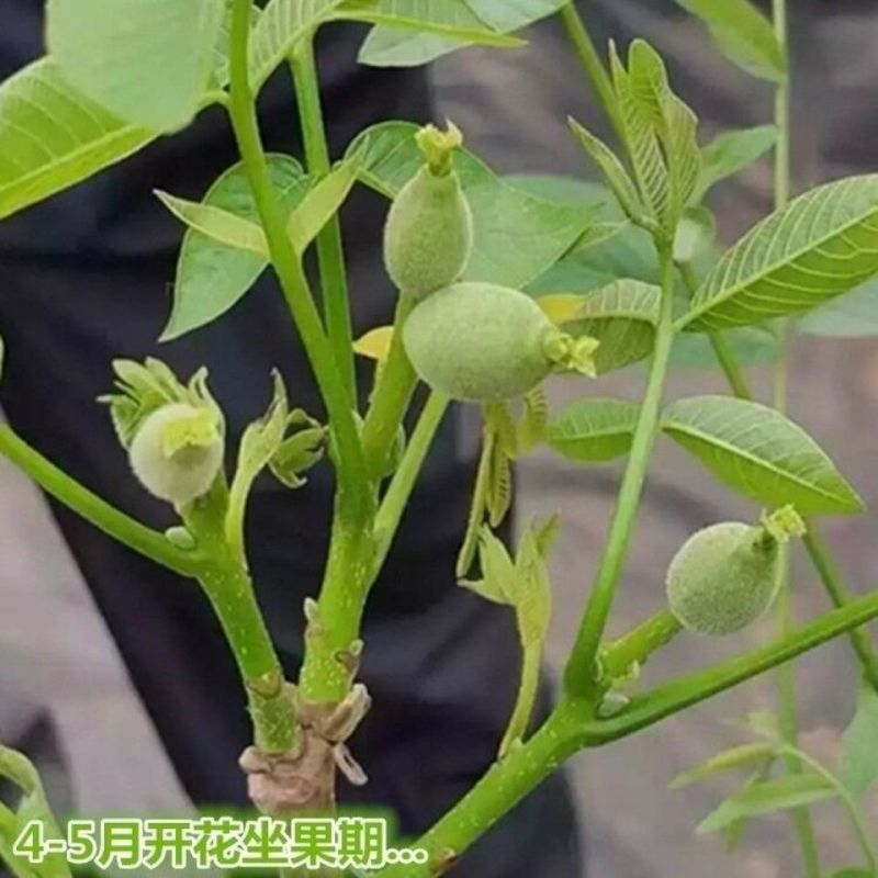 核桃树苗嫁接8518薄皮核桃纸皮核桃苗品种纯正大小苗都有