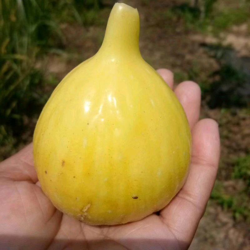 波姬红无花果苗50~80cm基地直供，品种优良，品种全