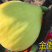 波姬红无花果苗50~80cm基地直供，品种优良，品种全