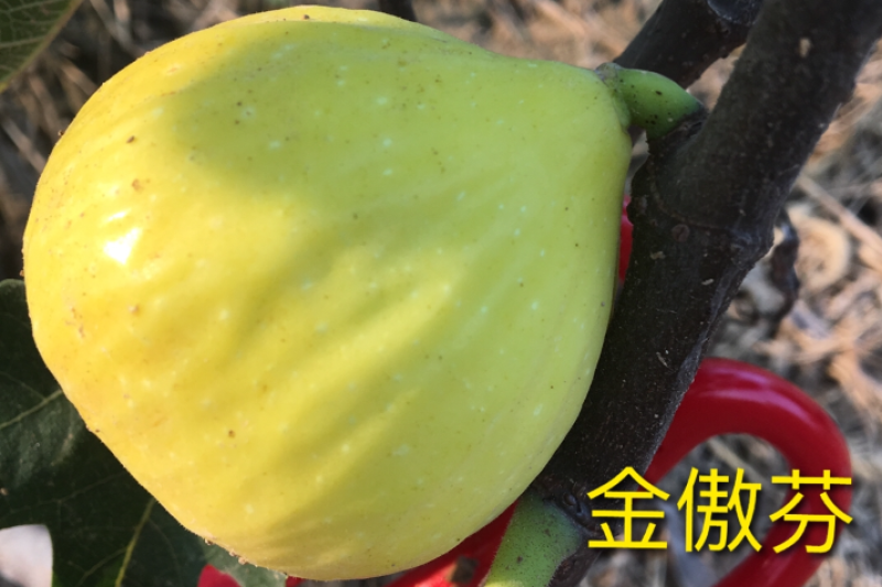 波姬红无花果苗50~80cm基地直供，品种优良，品种全