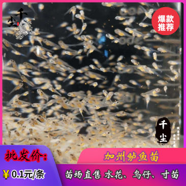 加州鲈鱼水花、粽片、乌仔、寸苗苗场直供价优物美
