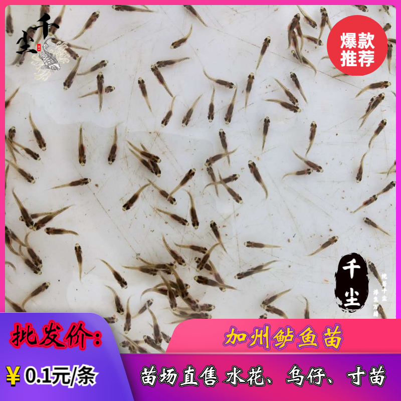 加州鲈鱼水花、粽片、乌仔、寸苗苗场直供价优物美