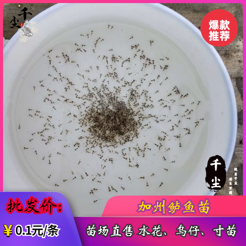 加州鲈鱼水花、粽片、乌仔、寸苗苗场直供价优物美