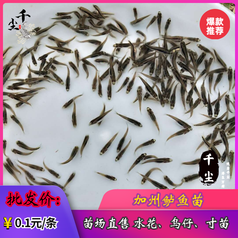 加州鲈鱼水花、粽片、乌仔、寸苗苗场直供价优物美