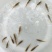 加州鲈鱼水花、粽片、乌仔、寸苗苗场直供价优物美