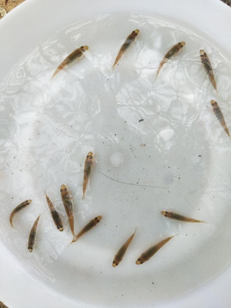 加州鲈鱼水花、粽片、乌仔、寸苗苗场直供价优物美