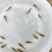 加州鲈鱼水花、粽片、乌仔、寸苗苗场直供价优物美