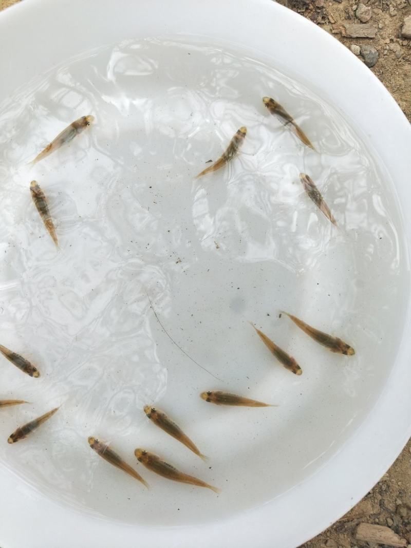 加州鲈鱼水花、粽片、乌仔、寸苗苗场直供价优物美