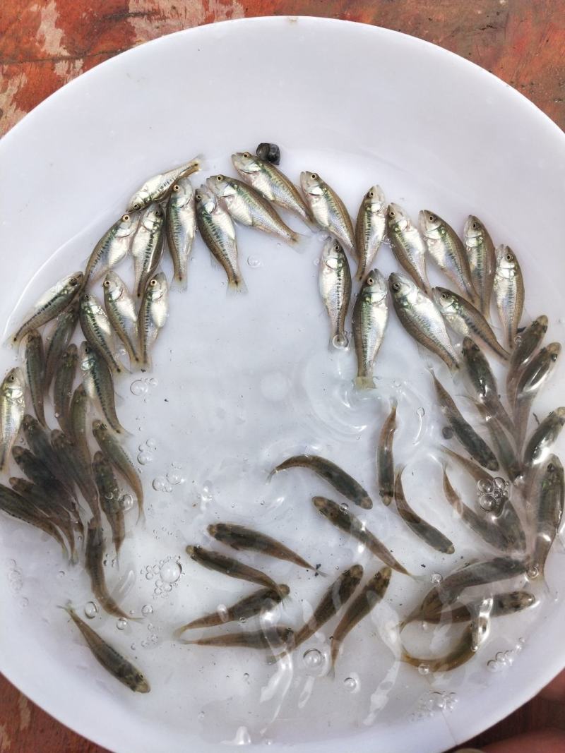 加州鲈鱼水花、粽片、乌仔、寸苗苗场直供价优物美