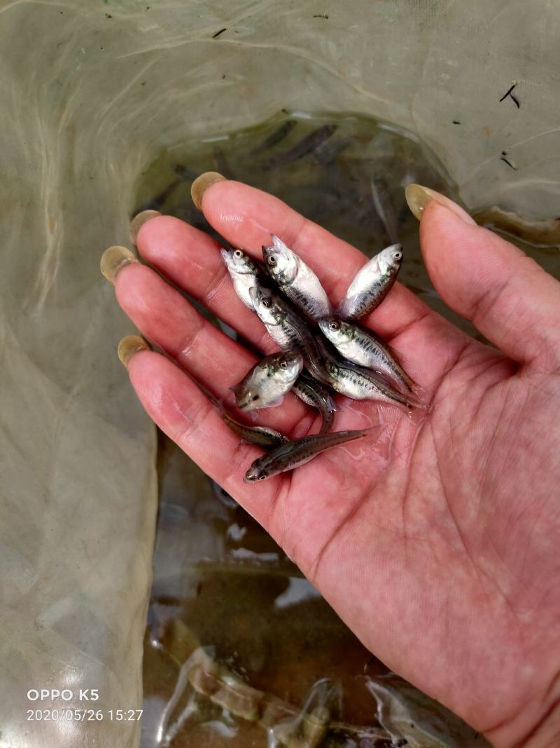 加州鲈鱼水花、粽片、乌仔、寸苗苗场直供价优物美