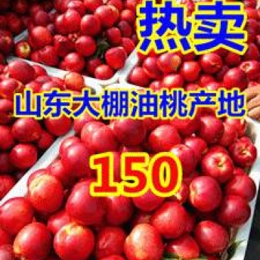 5号126大棚油桃现大量上市，市场交易看货论价货源足
