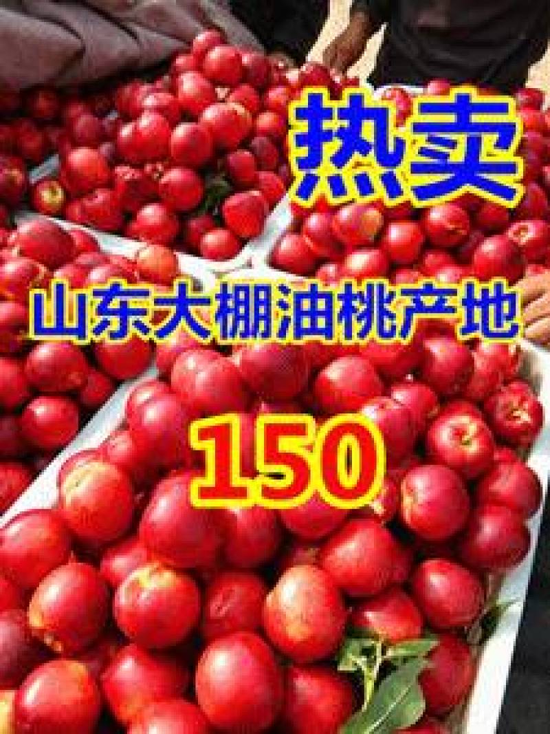 5号126大棚油桃现大量上市，市场交易看货论价货源足