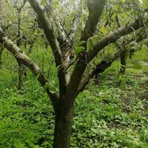李子树优质新品种红李子9年生大树，树形优美