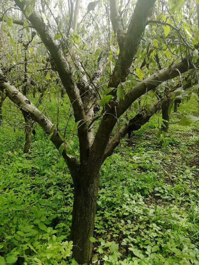 李子树优质新品种红李子9年生大树，树形优美