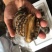鲍鱼新鲜鲍鱼鲜活鲍鱼大鲍鱼新鲜海鲜鲜活活体水