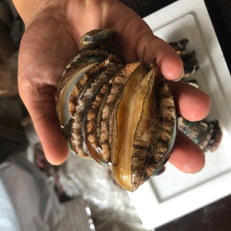 鲍鱼新鲜鲍鱼鲜活鲍鱼大鲍鱼新鲜海鲜鲜活活体水