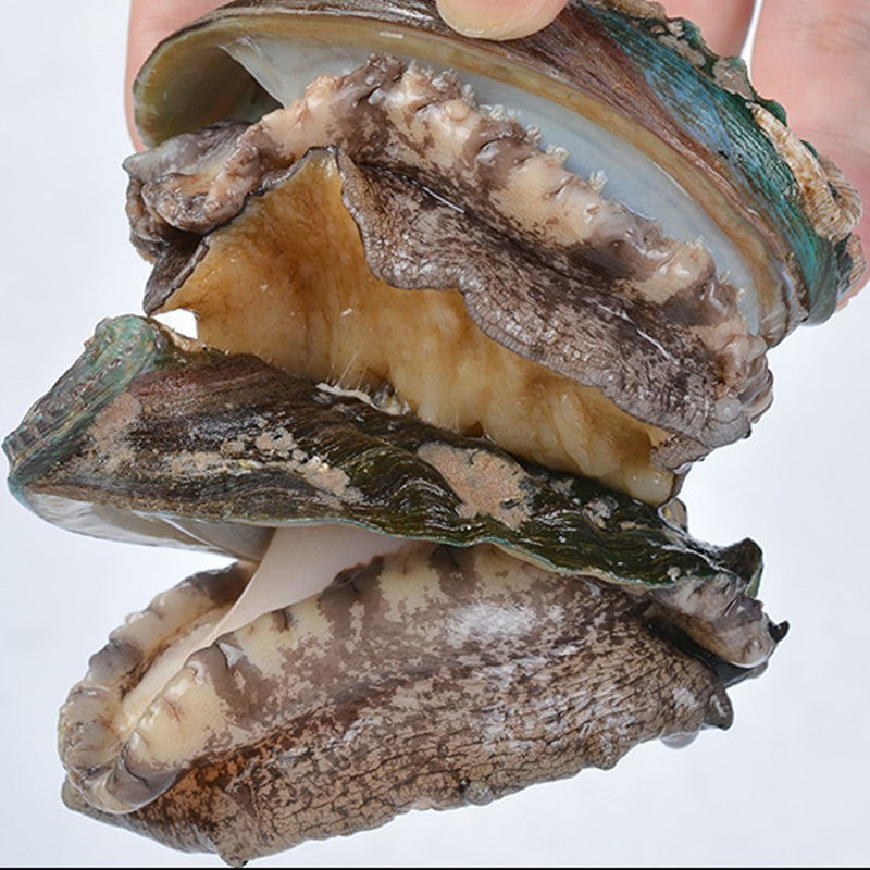 鲍鱼新鲜鲍鱼鲜活鲍鱼大鲍鱼新鲜海鲜鲜活活体水