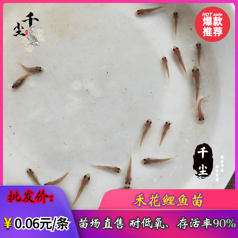 禾花鲤鱼苗鲤鱼苗荷花鲤鱼苗乌鲤寸活率达80%